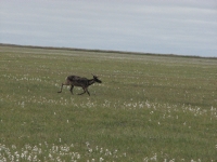 Caribou on the tundra
